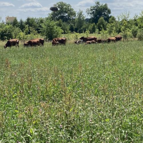 Practicing Holistic Management