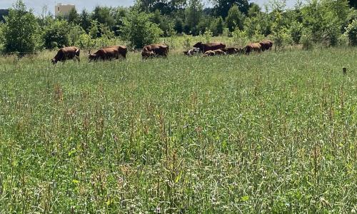 Practicing Holistic Management