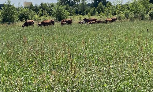 Practicing Holistic Management